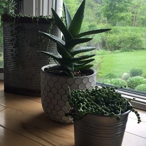 Meet your Posher,  Lacey